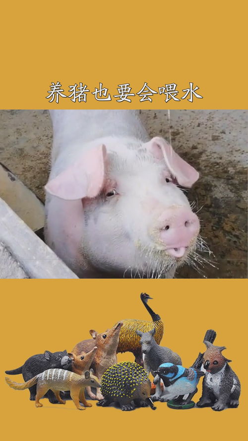 onde é o estádio nilton santos_onde assistir al-nassr x al quadisiya al khubar_only fans o que e